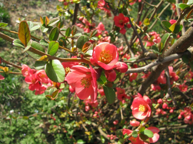 Обои картинки фото цветы, айва