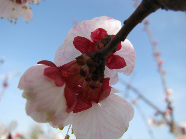 Обои картинки фото цветы, цветущие, деревья, кустарники