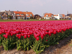 Картинка цветы тюльпаны