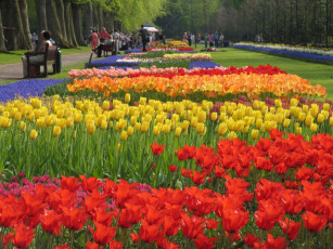 Картинка цветы тюльпаны