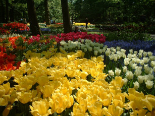 Картинка цветы тюльпаны