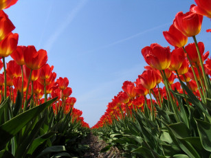 Картинка цветы тюльпаны