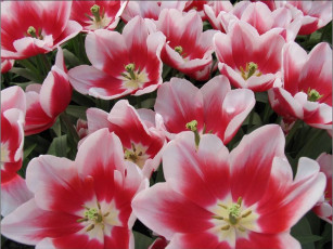 Картинка цветы тюльпаны