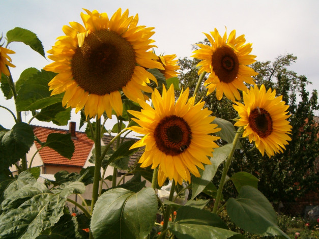 Обои картинки фото цветы, подсолнухи