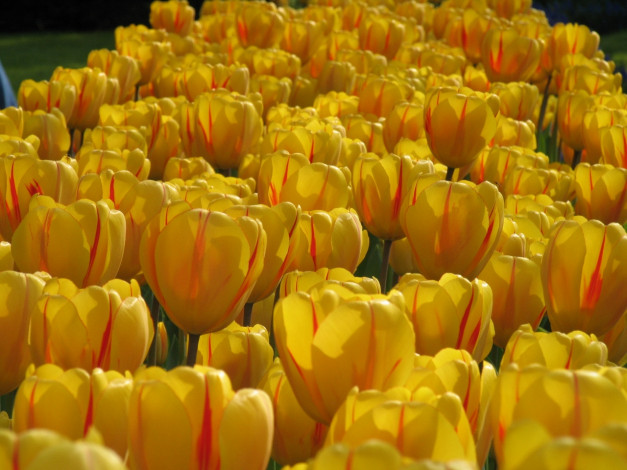 Обои картинки фото цветы, тюльпаны