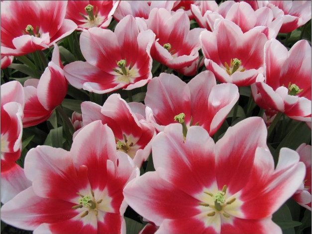 Обои картинки фото цветы, тюльпаны