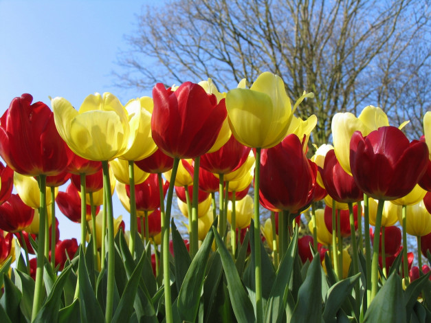 Обои картинки фото цветы, тюльпаны