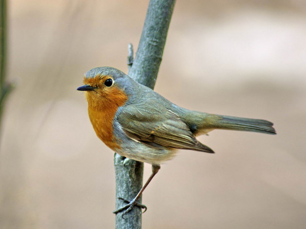 Обои картинки фото малиновка, зарянка, животные, зарянки, малиновки