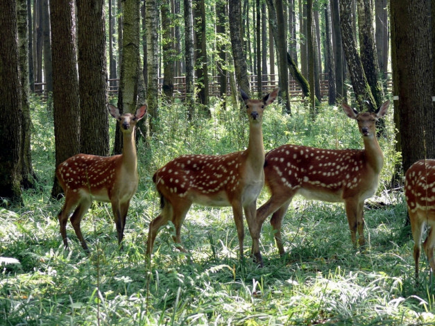 Обои картинки фото пятнистые, олени, животные