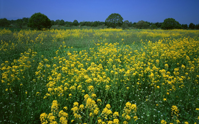 Обои картинки фото природа