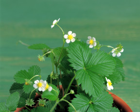 Картинка цветы