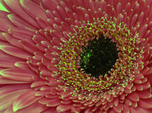 Картинка цветы герберы