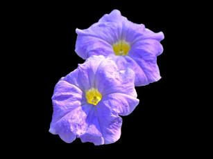 Картинка цветы петунии калибрахоа