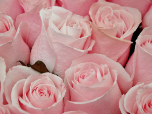 Картинка цветы розы