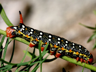 Картинка животные гусеницы