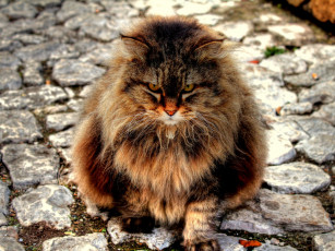 Картинка животные коты