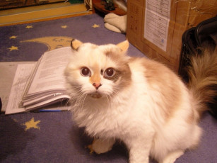 Картинка животные коты