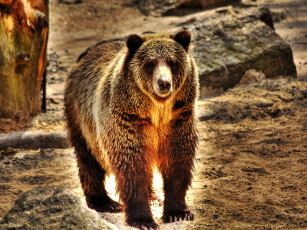 Картинка животные медведи