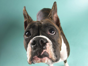 Картинка животные собаки