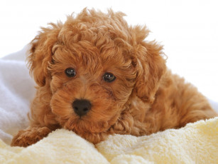 Картинка животные собаки