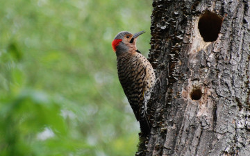 Картинка животные дятлы