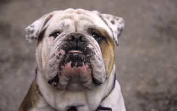 Картинка животные собаки