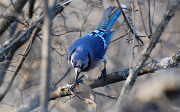 Картинка животные сойки