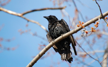 Картинка животные вороны грачи галки