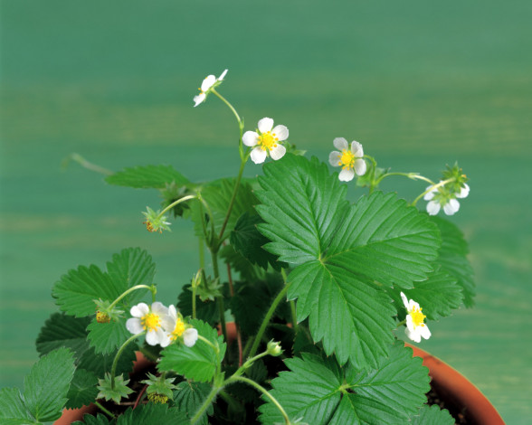 Обои картинки фото цветы