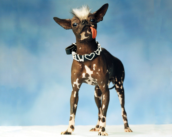 Обои картинки фото животные, собаки