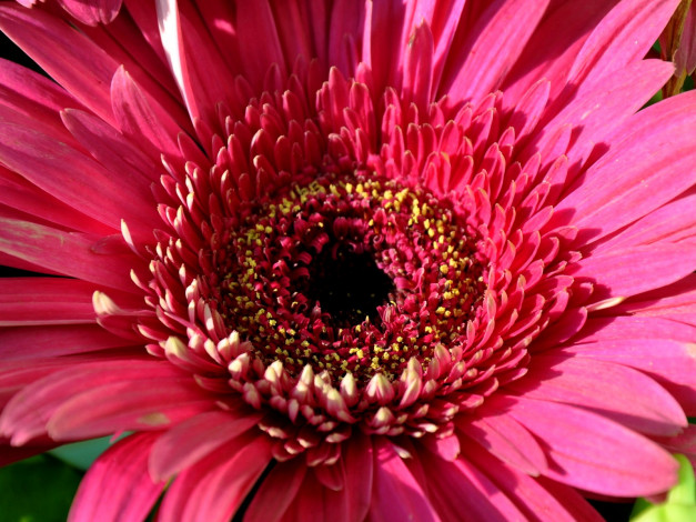 Обои картинки фото цветы, герберы