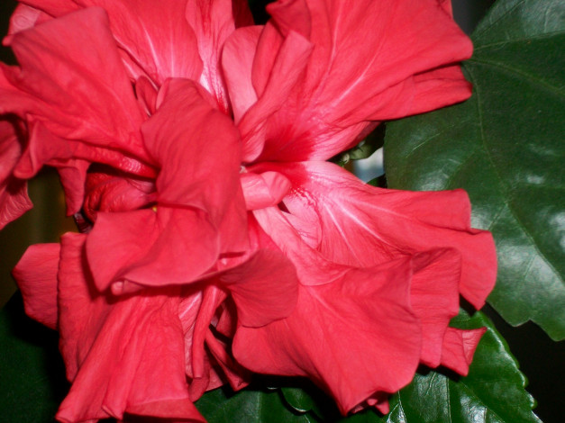 Обои картинки фото цветы, гибискусы