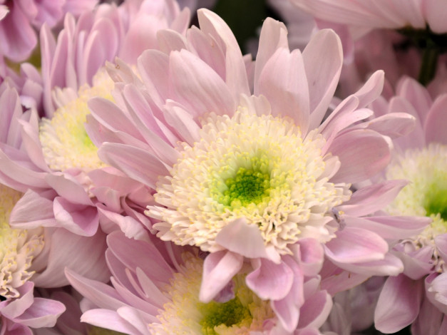 Обои картинки фото цветы, хризантемы