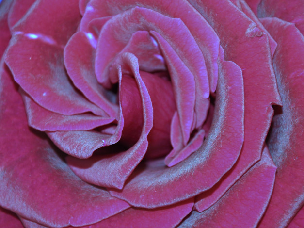 Обои картинки фото цветы, розы