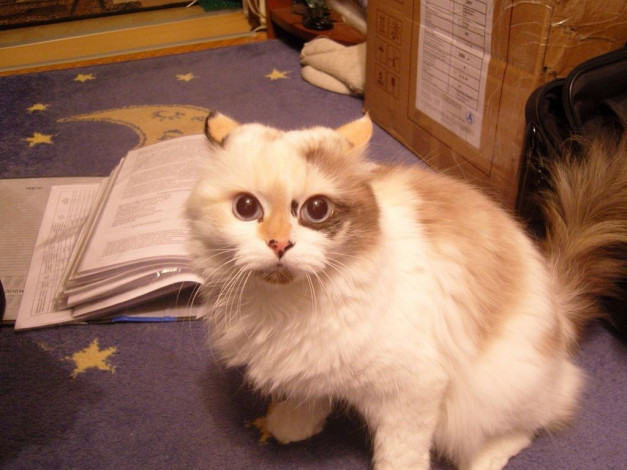 Обои картинки фото животные, коты