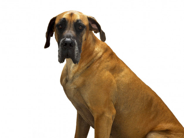 Обои картинки фото животные, собаки