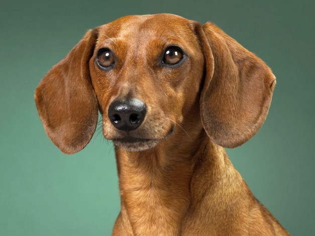 Обои картинки фото животные, собаки