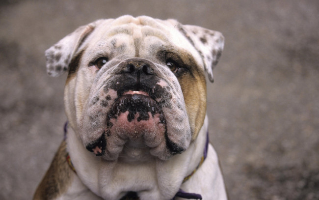 Обои картинки фото животные, собаки