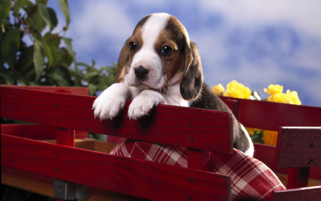 Обои картинки фото животные, собаки