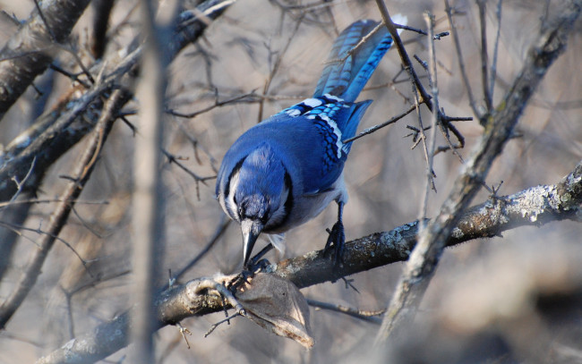 Обои картинки фото животные, сойки