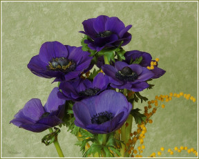 Картинка анемоны цветы адонисы