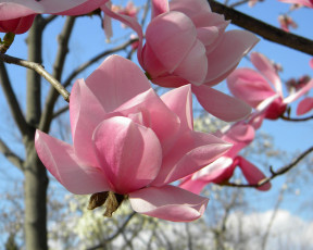 Картинка цветы магнолии