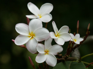 Картинка цветы плюмерия