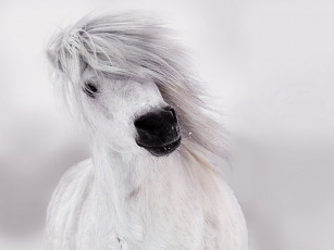 Картинка рисованные животные лошадь конь