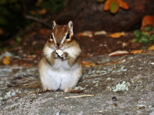 Картинка животные бурундуки