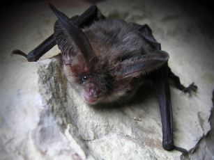 Картинка животные летучие мыши