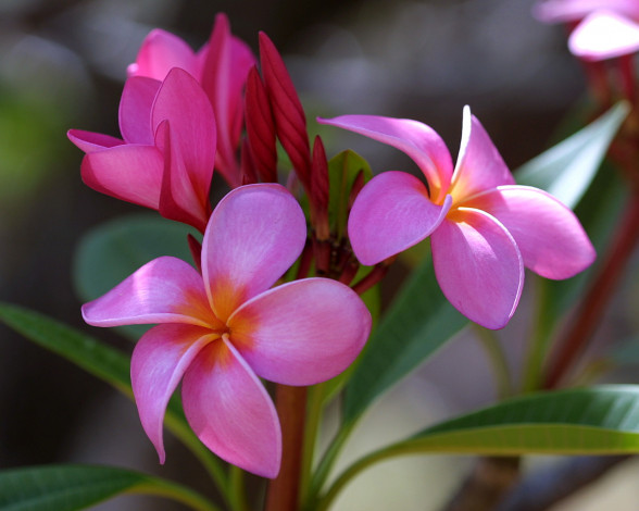 Обои картинки фото цветы, плюмерия