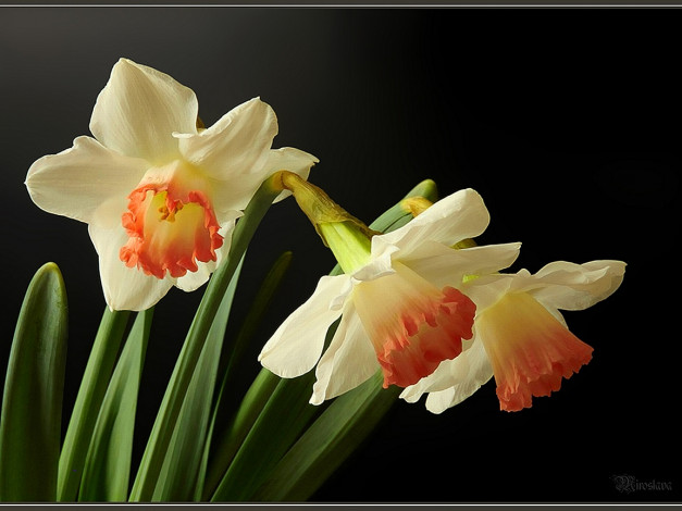 Обои картинки фото цветы, нарциссы