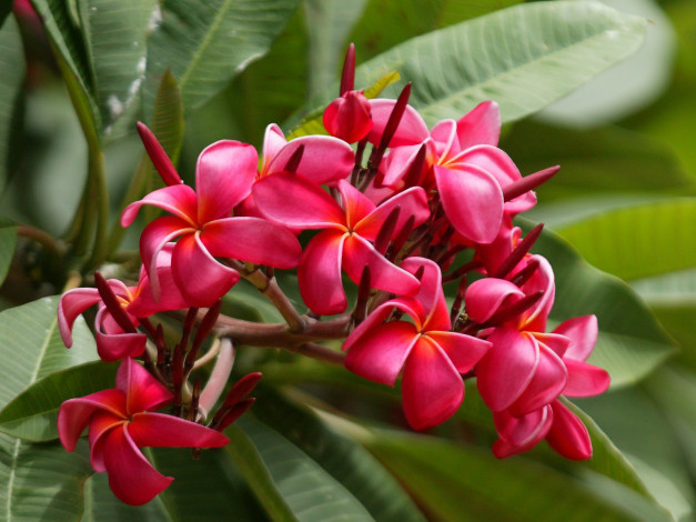Обои картинки фото цветы, плюмерия