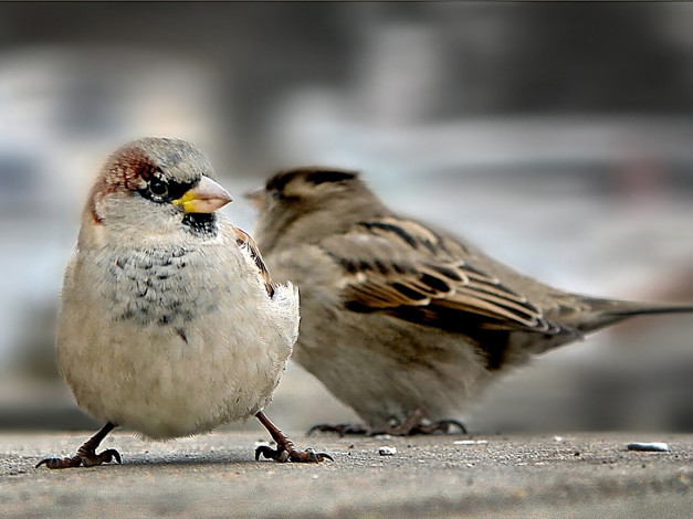 Обои картинки фото животные, воробьи